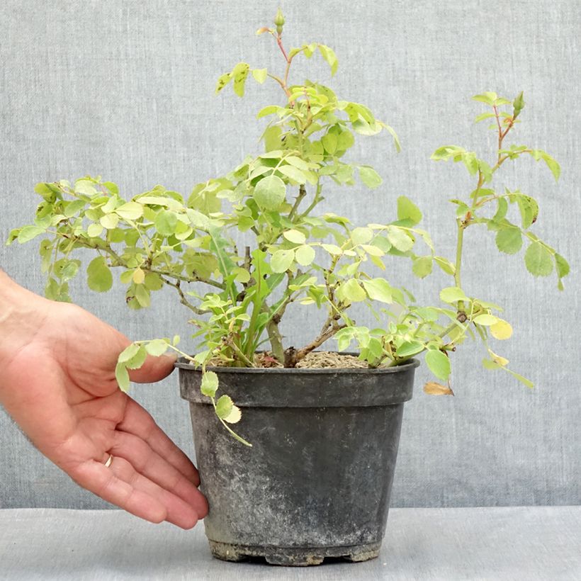 Spécimen de Rosier arbustif Friendly Purple Meicosme Pot de 2L/3L tel que livré en été