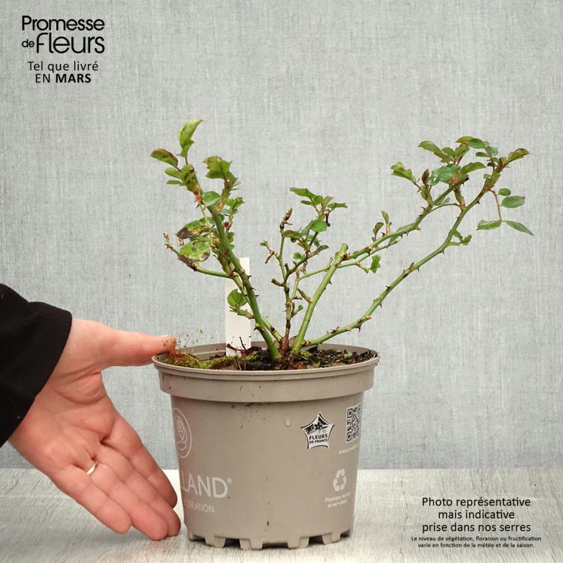 Spécimen de Rosier arbustif Friendly Purple Meicosme - Pot de 2L/3L tel que livré au printemps