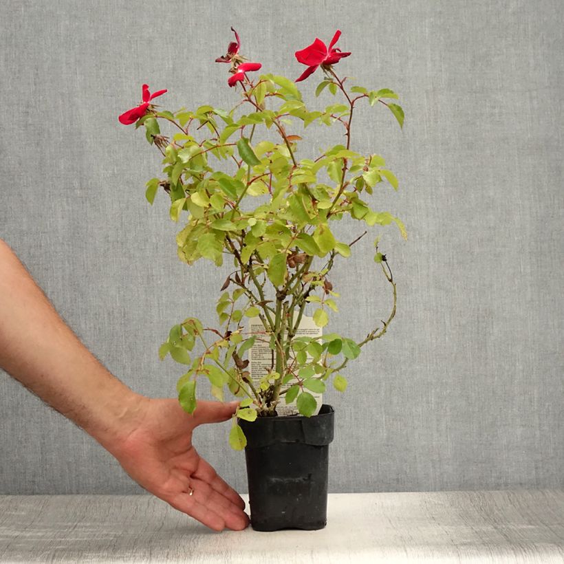 Spécimen de Rosier arbustif Friendly Red Meiariba Pot de 10 cm/11cm, Issu de bouture tel que livré en été