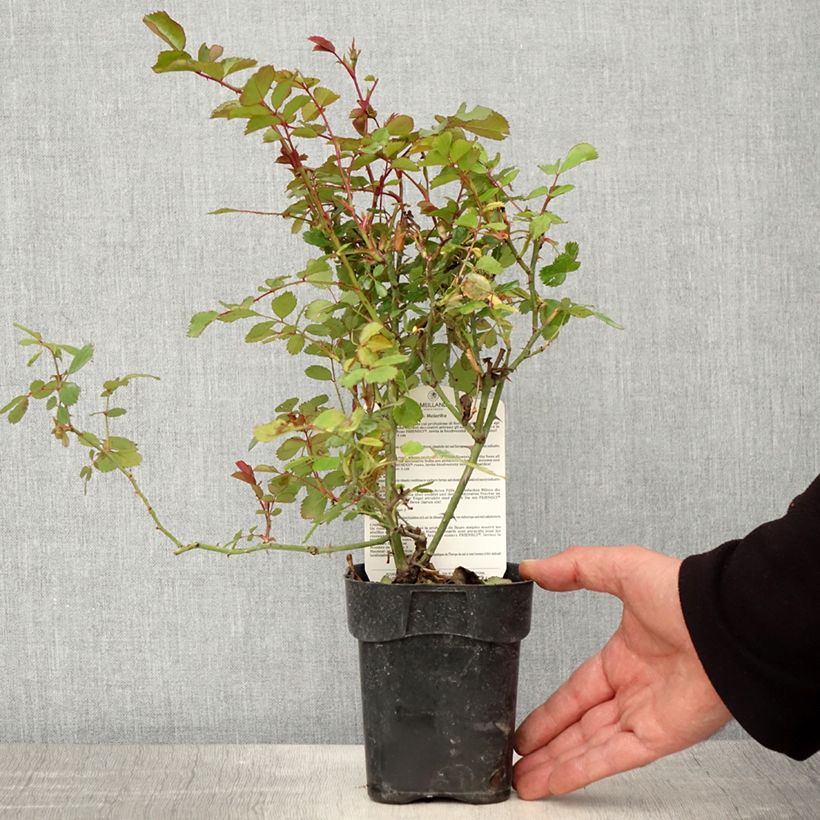 Spécimen de Rosier arbustif Friendly Red Meiariba - Pot de 10 cm/11cm tel que livré au printemps