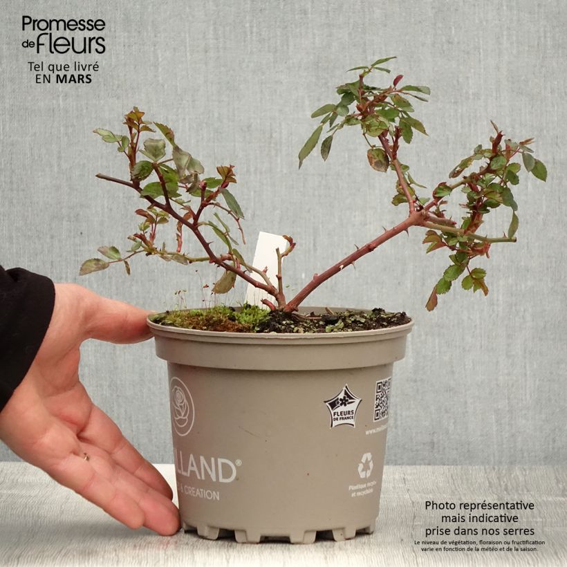 Spécimen de Rosier arbustif Friendly Red Meiariba - Pot de 2L/3L tel que livré au printemps