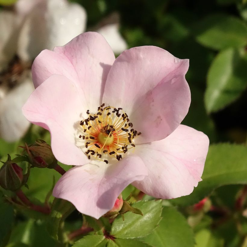 Rosier arbustif Friendly Sweet Meinatope (Floraison)