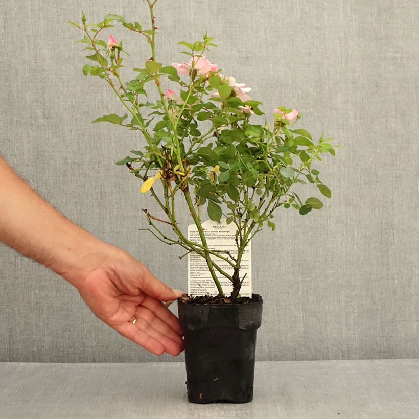Spécimen de Rosier arbustif Friendly Sweet Meinatope Pot de 10 cm/11cm, Issu de bouture tel que livré en été