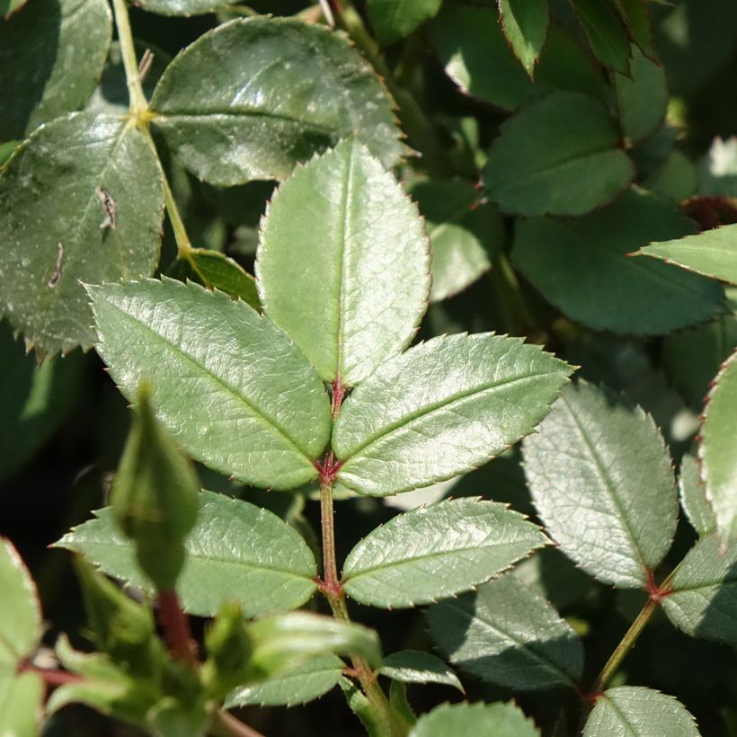 Rosier arbustif Friendly Sweet Meinatope (Feuillage)