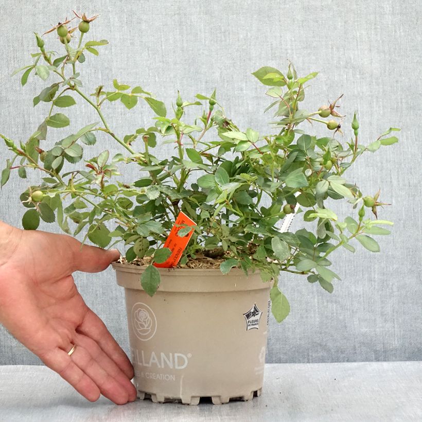Spécimen de Rosier arbustif Friendly Sweet Meinatope Pot de 2L/3L tel que livré en été