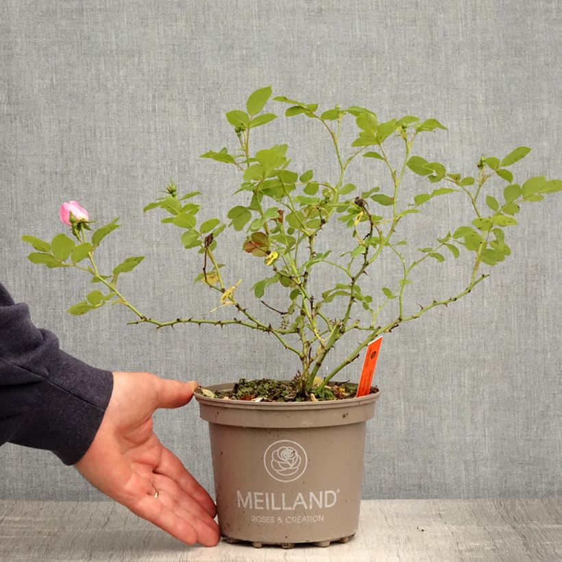 Spécimen de Rosier arbustif Friendly Sweet Meinatope - Pot de 2L/3L tel que livré au printemps
