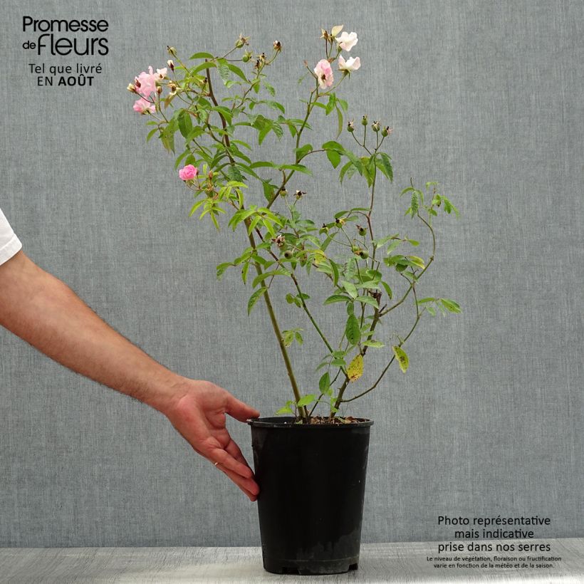 Spécimen de Rosier arbustif Frisson Frais Pot de 4L/5L tel que livré en été