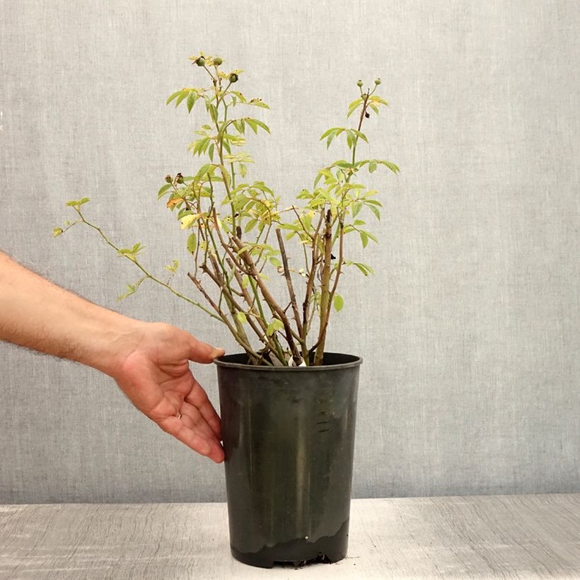 Spécimen de Rosier arbustif Gaard um Titzebierg Pot de 4L/5L tel que livré en été