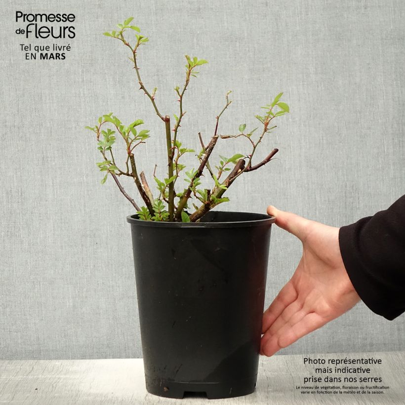 Spécimen de Rosier arbustif Gaard um Titzebierg - pot 4L/5L. tel que livré au printemps