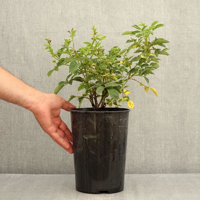 Spécimen de Rosier arbustif Golden Wings Pot de 4L/5L tel que livré en été