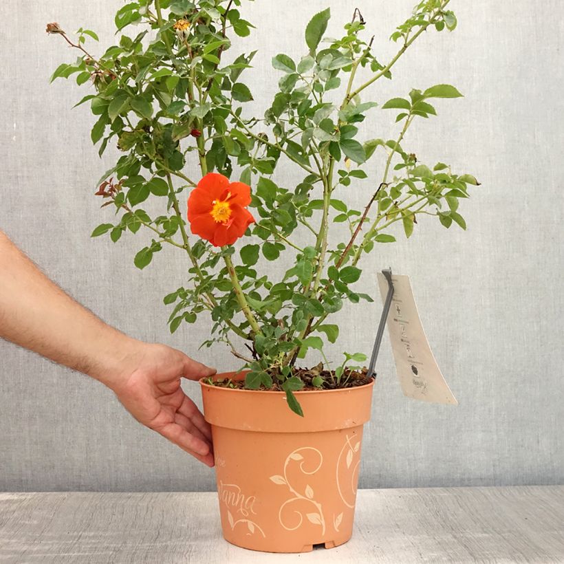 Spécimen de Rosier arbustif Havanna Pot de 6L/7L tel que livré en été