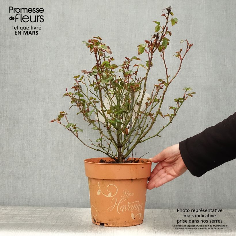 Spécimen de Rosier arbustif Havanna - Pot de 6L/7L tel que livré au printemps