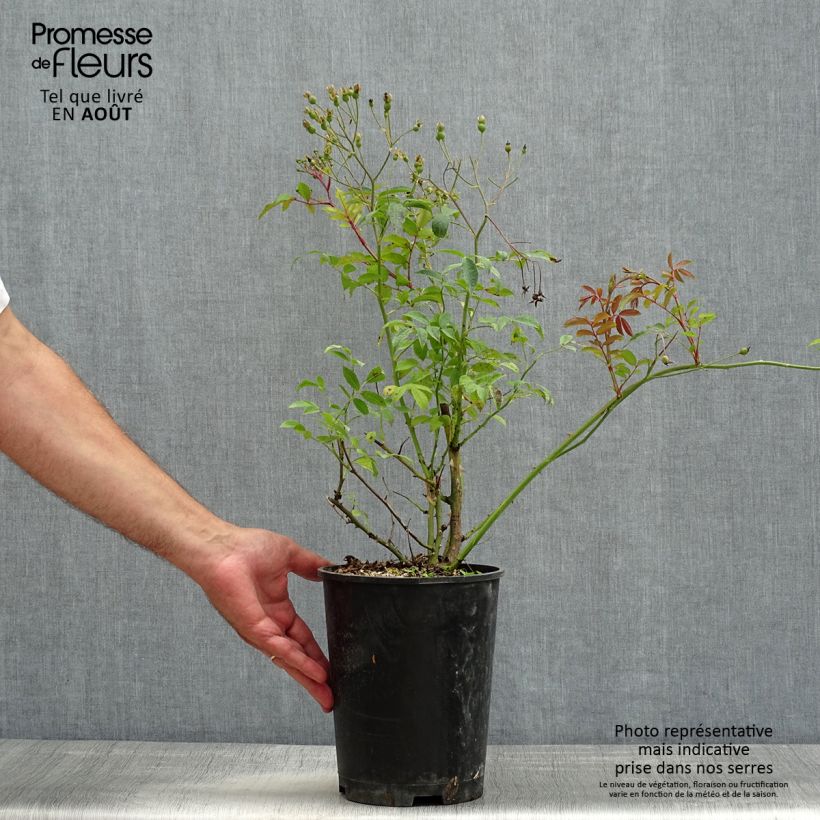 Spécimen de Rosier arbustif Heavenly Pink Pot de 4L/5L tel que livré en été