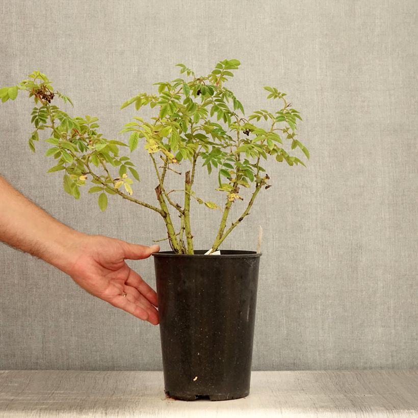 Spécimen de Rosier arbustif Jean de Bruges Pot de 4L/5L tel que livré en été