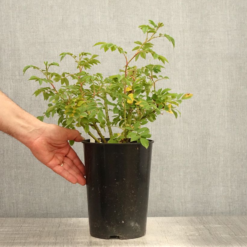Spécimen de Rosier arbustif Jean de Bruges - Pot de 4L/5L tel que livré au printemps