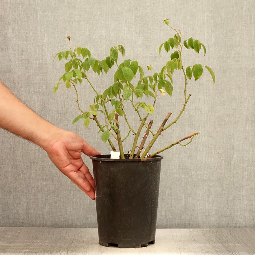 Spécimen de Rosier arbustif Kathleen Pot de 4L/5L tel que livré en été
