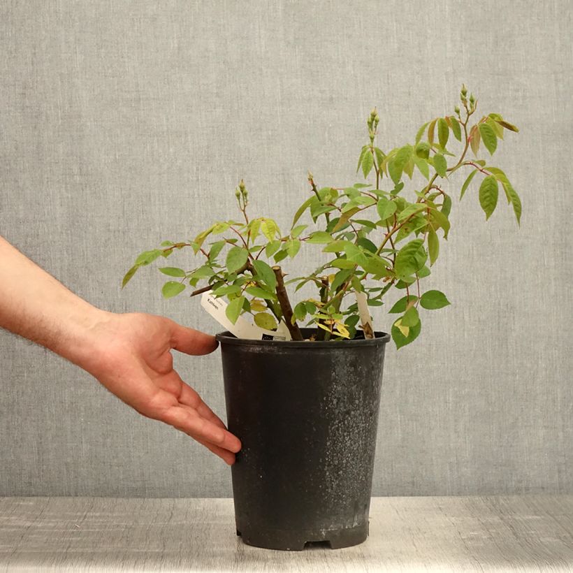 Spécimen de Rosier arbustif Kathleen - Pot de 4L/5L tel que livré au printemps