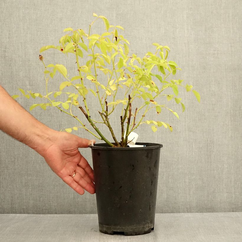 Spécimen de Rosier arbustif La Feuillerie Pot de 4L/5L tel que livré en été