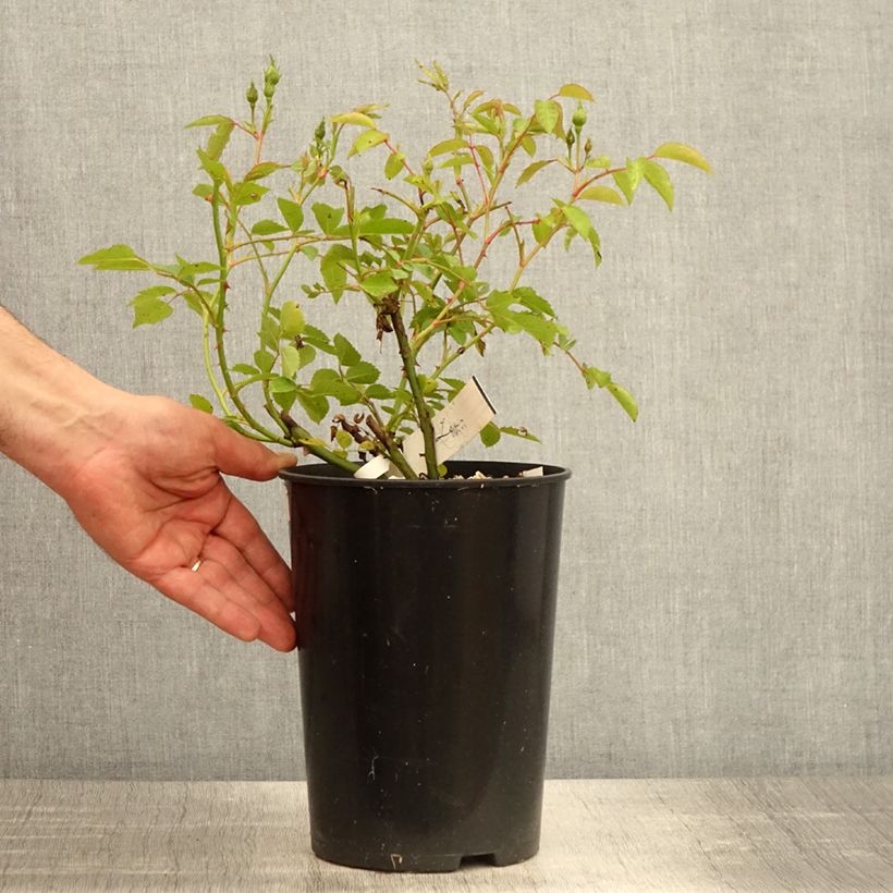 Spécimen de Rosier arbustif La Feuillerie - Pot de 4L/5L tel que livré au printemps