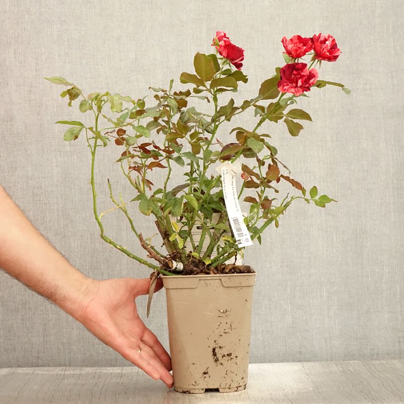 Spécimen de Rosier arbustif La Reine de la Nuit Pot de 3L/4L tel que livré en été
