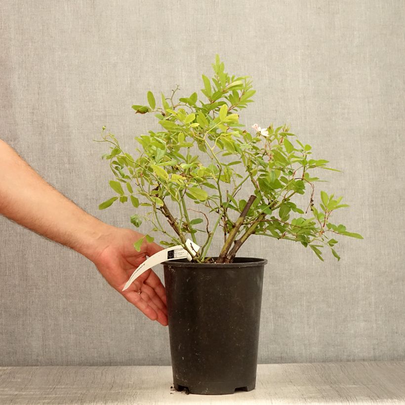 Spécimen de Rosier arbustif Magie d'orient Pot de 4L/5L tel que livré en été