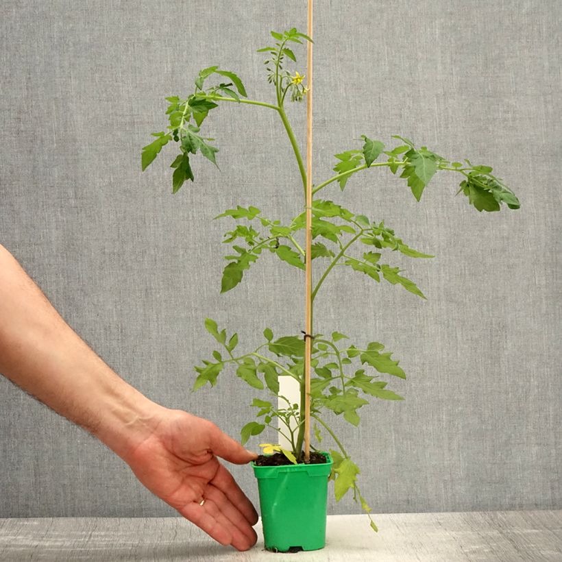 Spécimen de Rosier arbustif Magie d'orient - Pot de 4L/5L tel que livré au printemps