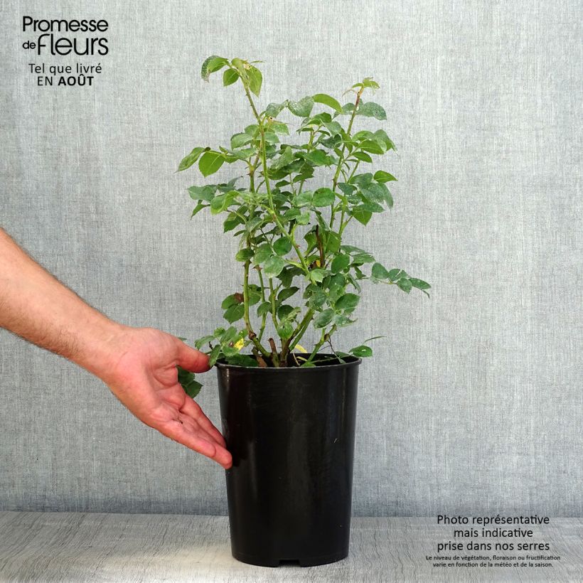 Spécimen de Rosier arbustif Maria Theresia Pot de 4L/5L tel que livré en été