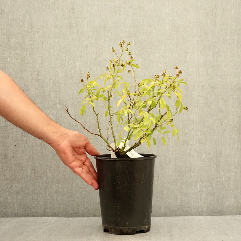 Spécimen de Rosier arbustif Matchball Pot de 4L/5L tel que livré en été