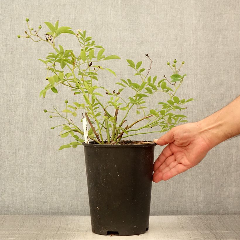 Spécimen de Rosier arbustif Millie Fleur Pot de 4L/5L tel que livré en été
