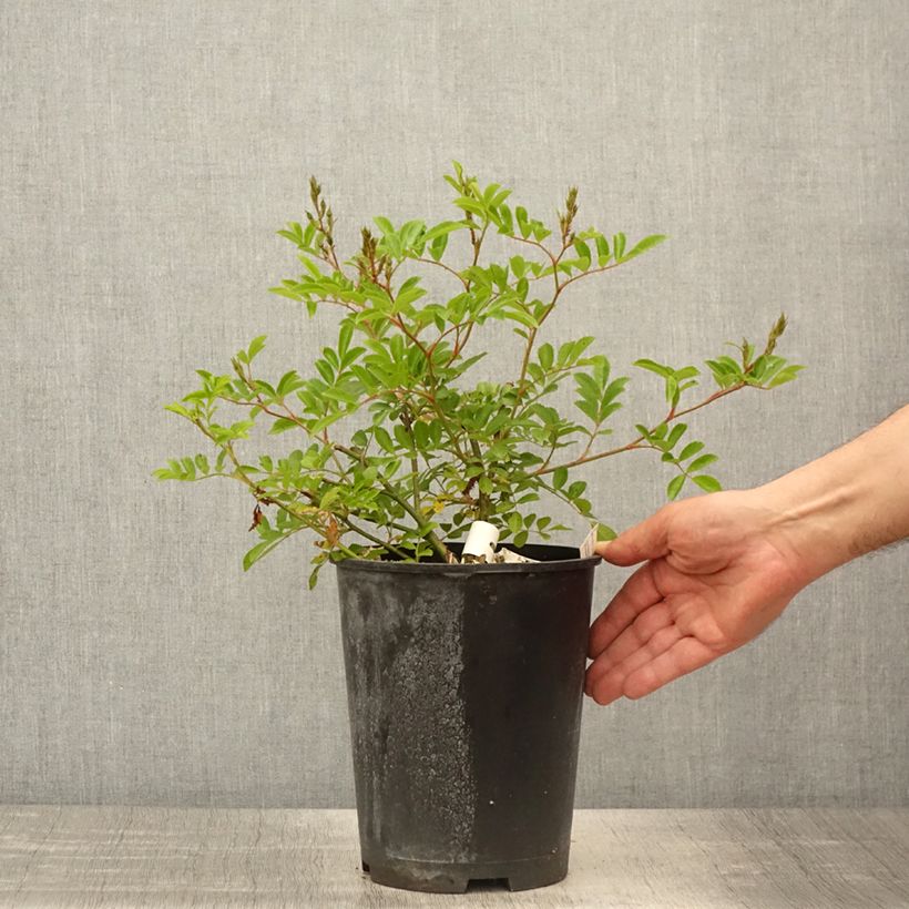 Spécimen de Rosier arbustif Millie Fleur - Pot de 4L/5L tel que livré au printemps