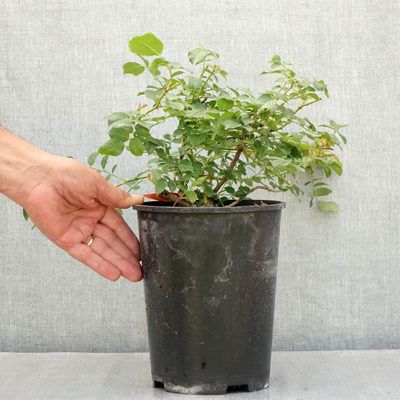 Spécimen de Rosier arbustif Nadia Meillandecor Pot de 4L/5L tel que livré en été