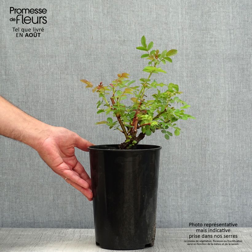 Spécimen de Rosier arbustif Nevada Pot de 4L/5L tel que livré en été
