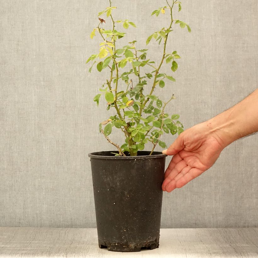 Spécimen de Rosier arbustif Omi Oswald Pot de 4L/5L tel que livré en été