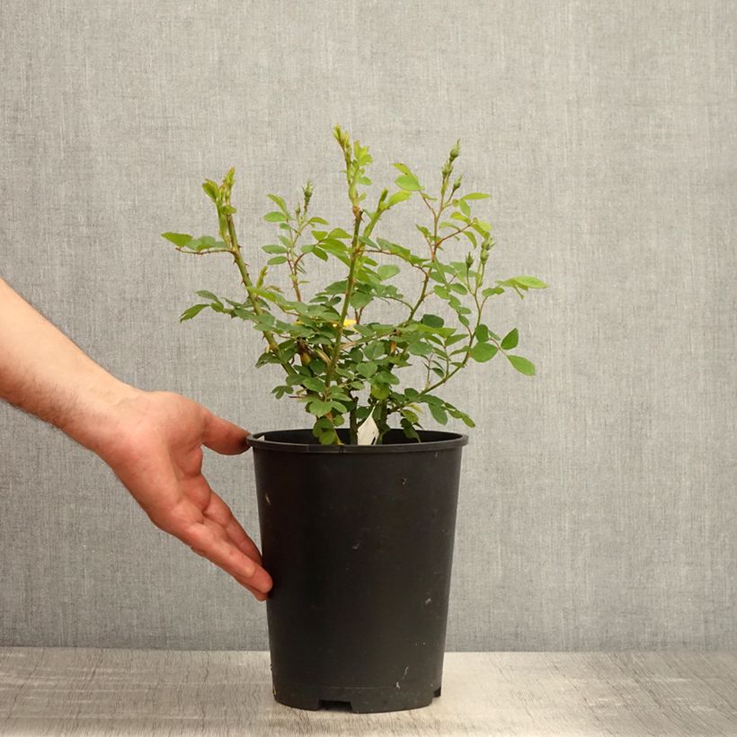 Spécimen de Rosier arbustif Omi Oswald - Pot de 4L/5L tel que livré au printemps