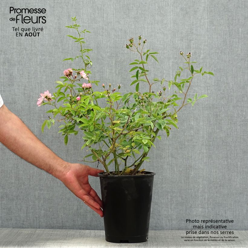 Spécimen de Rosier arbustif Petite de Terre Franche Pot de 4L/5L tel que livré en été