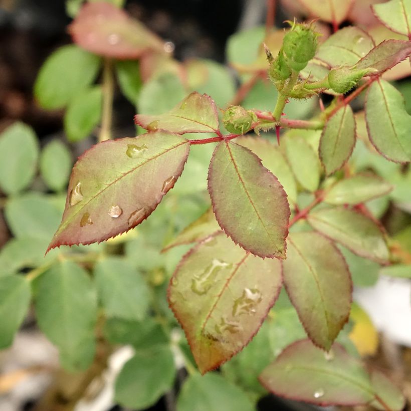 Rosier arbustif Pirouette (Feuillage)