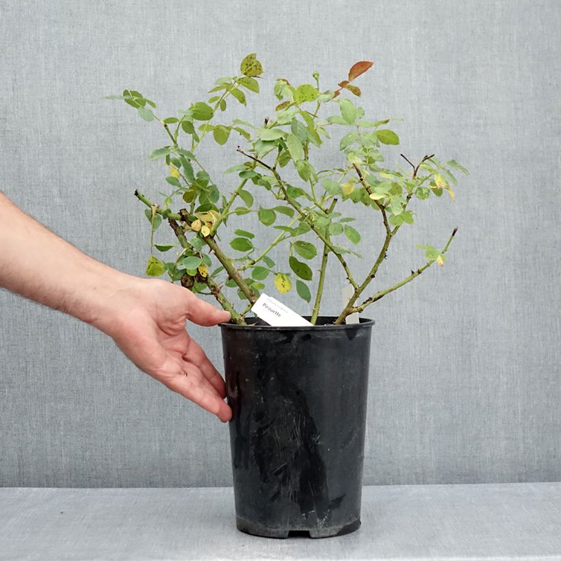 Spécimen de Rosier arbustif Pirouette Pot de 4L/5L tel que livré en été