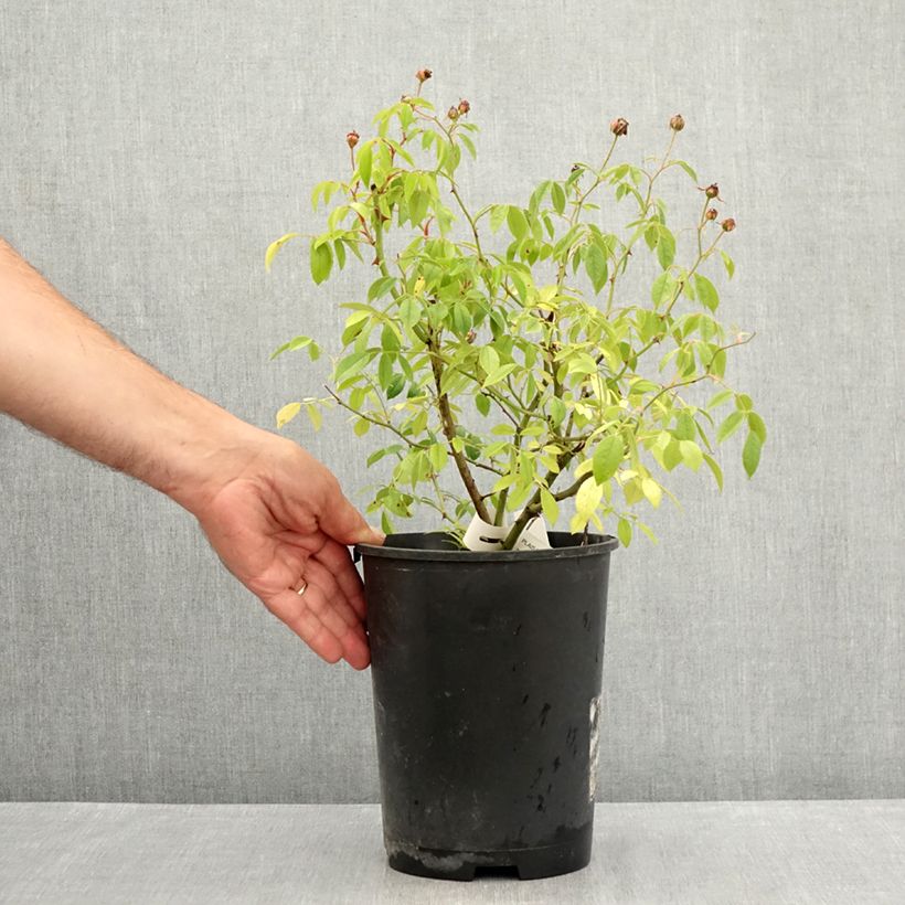 Spécimen de Rosier arbustif Plaisanterie Pot de 4L/5L tel que livré en été