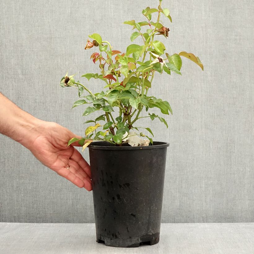 Spécimen de Rosier arbustif Prins Alexander Pot de 4L/5L tel que livré en été