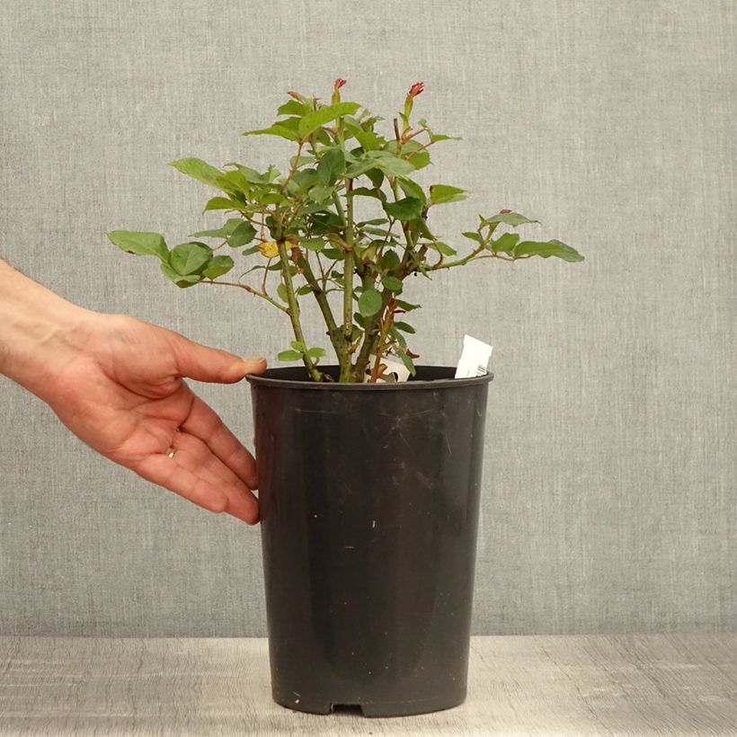 Spécimen de Rosier arbustif Prins Alexander - Pot de 4L/5L tel que livré au printemps