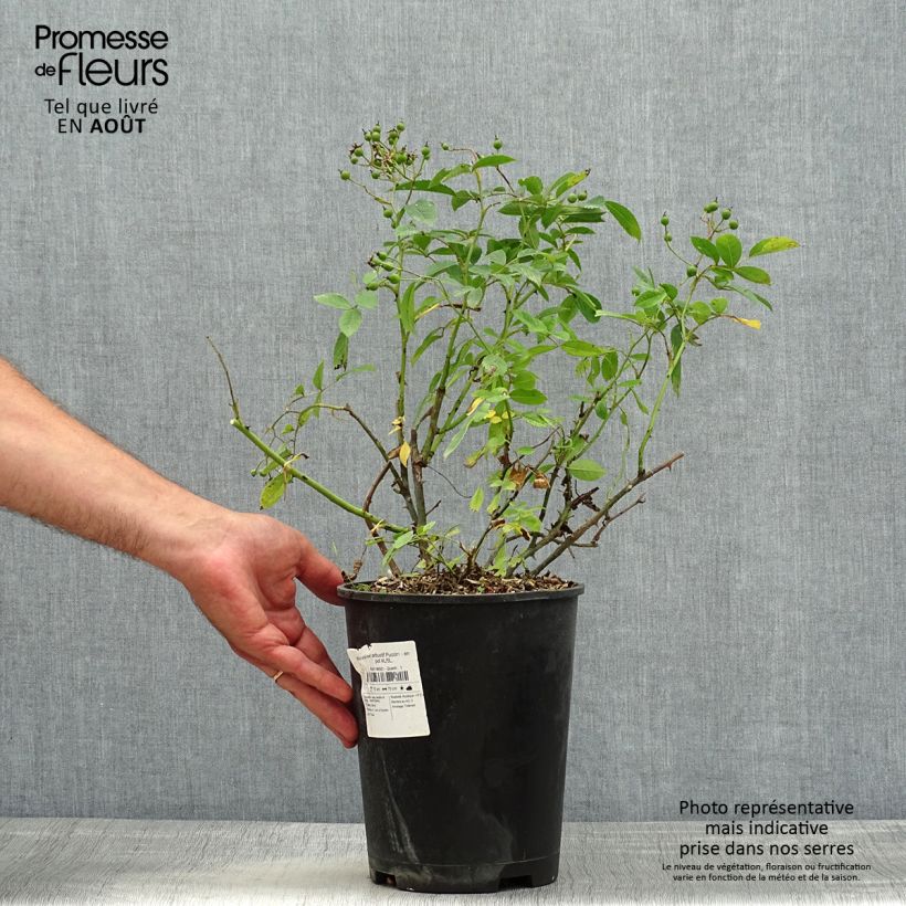 Spécimen de Rosier arbustif Puccini Pot de 4L/5L tel que livré en été