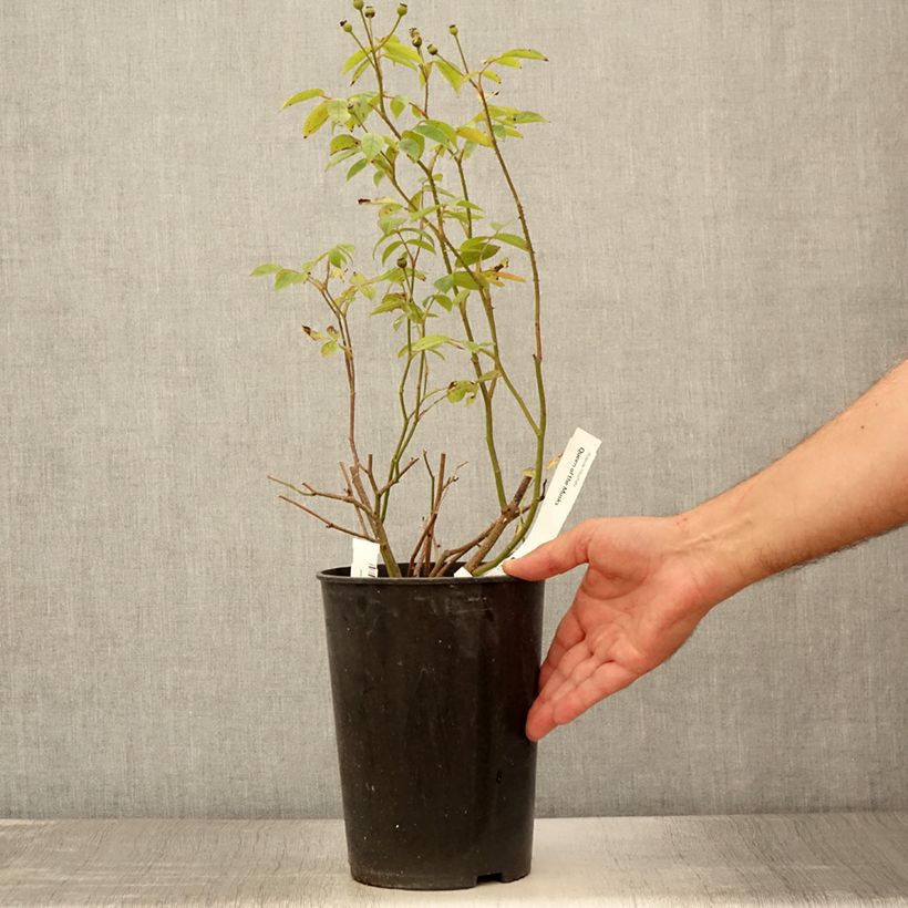 Spécimen de Rosier arbustif Queen of the Musks Pot de 4L/5L tel que livré en été