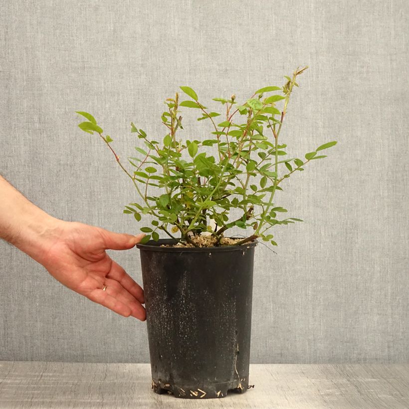 Spécimen de Rosier arbustif Queen of the Musks - Pot de 4L/5L tel que livré au printemps