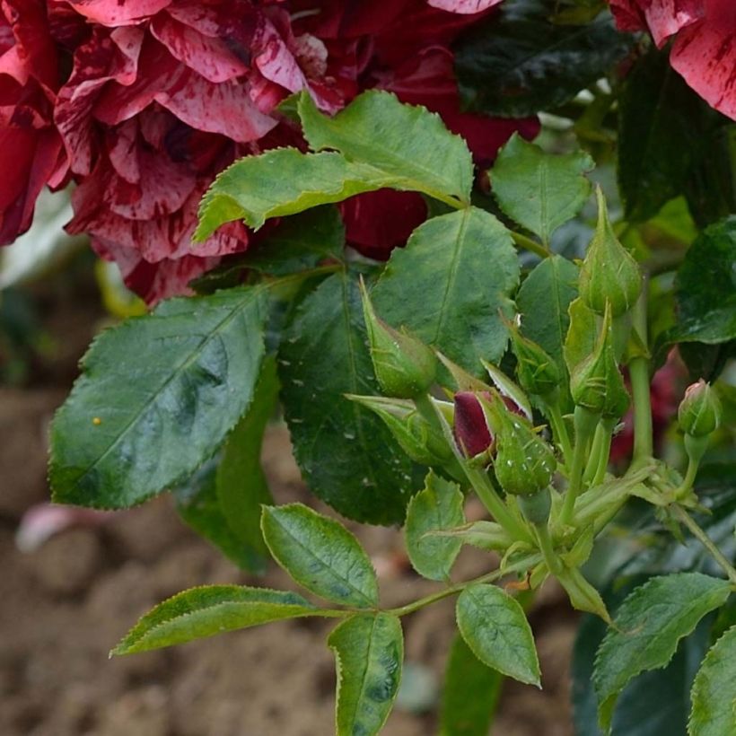 Rosier arbustif La Reine de la Nuit (Feuillage)