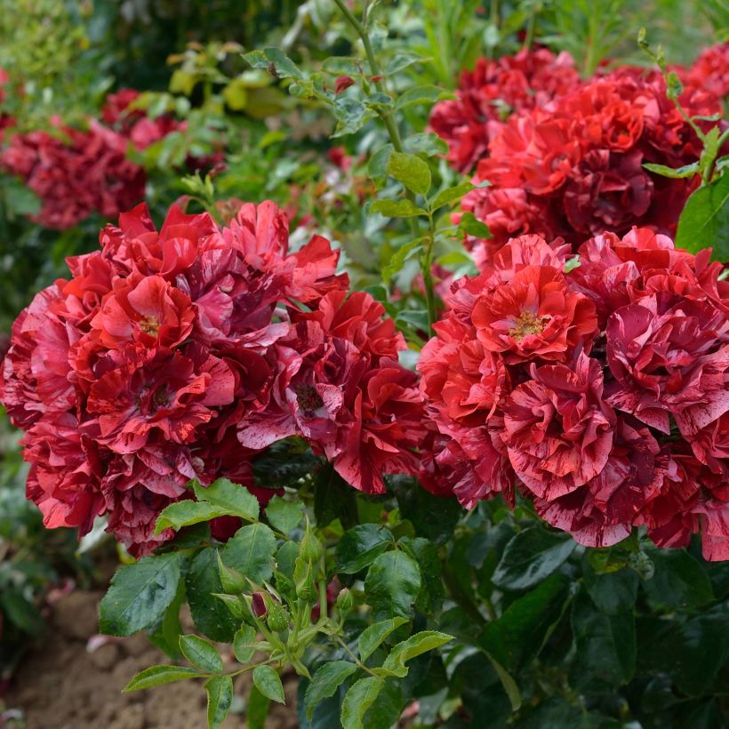 Rosier arbustif La Reine de la Nuit (Floraison)