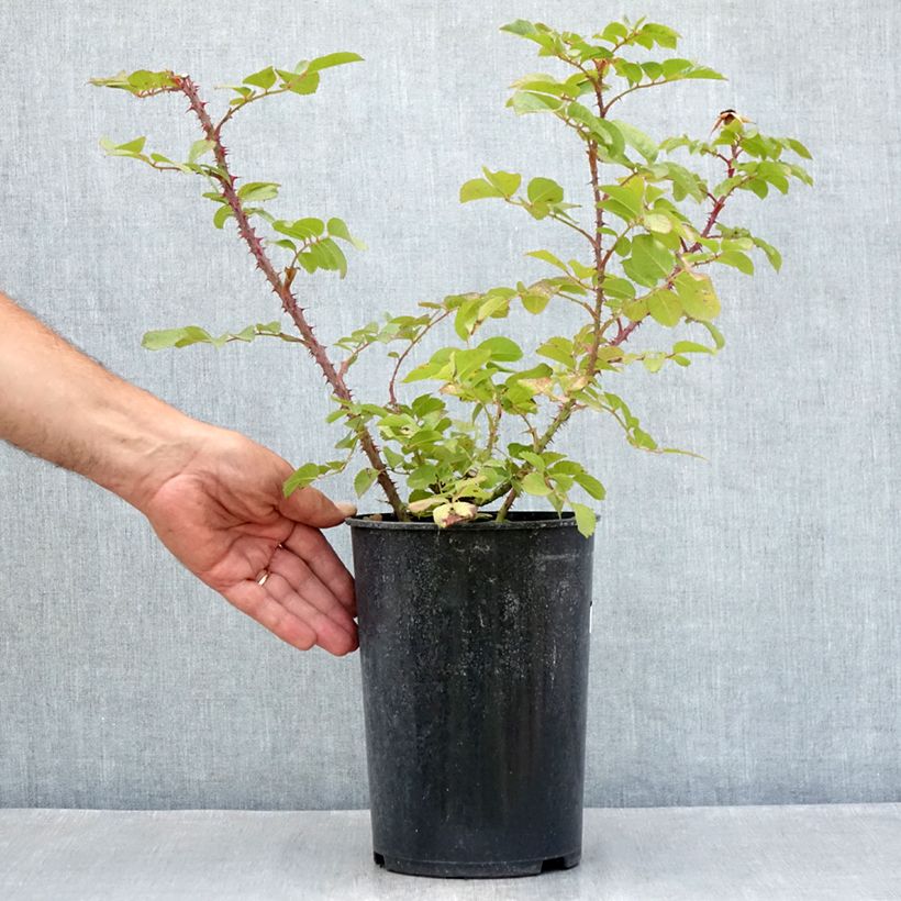 Spécimen de Rosier arbustif Robusta Pot de 4L/5L tel que livré en été