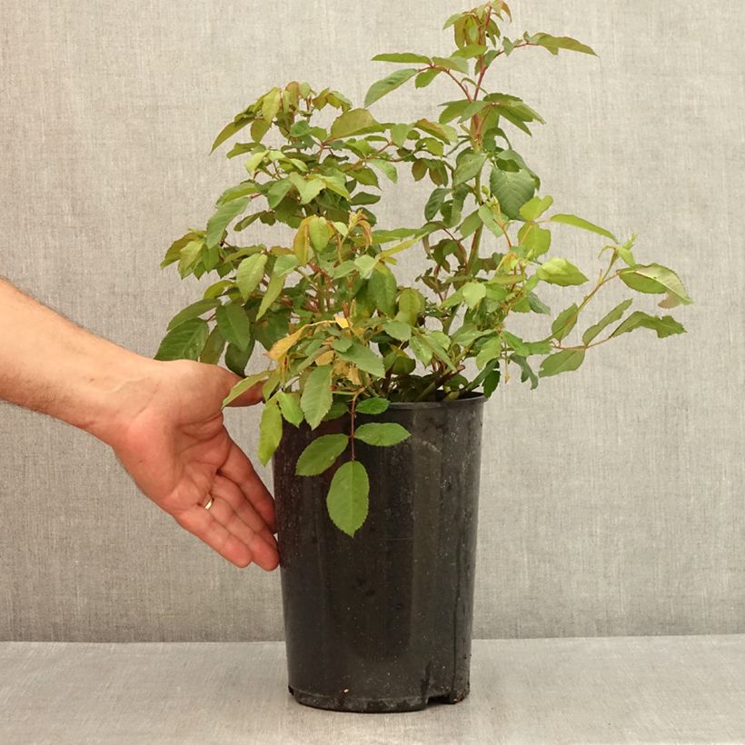 Spécimen de Rosier arbustif Rosalita Pot de 4L/5L tel que livré en été