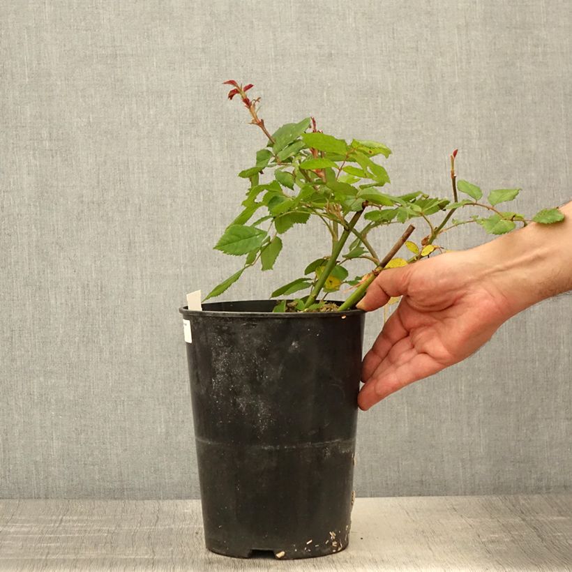 Spécimen de Rosier arbustif Rosalita - Pot de 4L/5L tel que livré au printemps