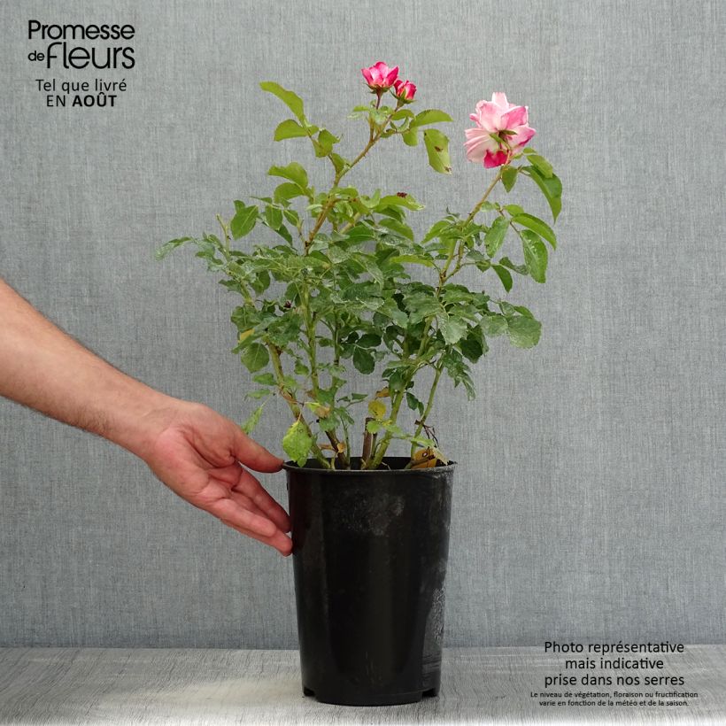 Spécimen de Rosier arbustif Rosenstadt Freising (Triple Treat) en pot de 4L tel que livré en été