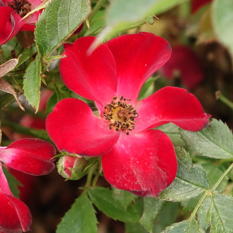 Rosier arbustif Rosy Boom Colour Change (Floraison)